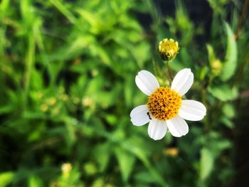 Close-up of yellow flowering plant