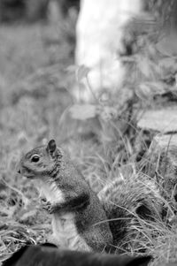 Close-up of squirrel sitting on land