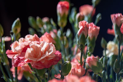 Close-up of pink flowering bouquet