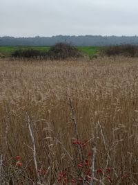 Scenic view of wheat field against sky