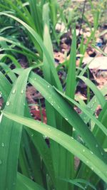 Close-up of water drops on grass