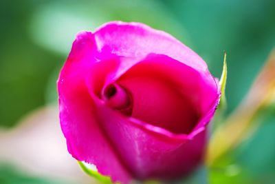 Close-up of pink rose