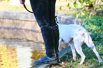 Low section of man with dog standing in water