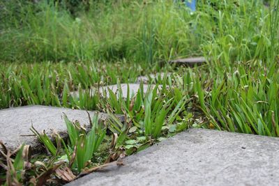 Close-up of fresh green grass