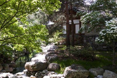 View of trees in forest