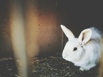 Close-up of rabbit