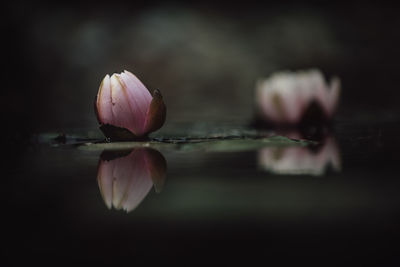 Close-up of pink water lily floating on water