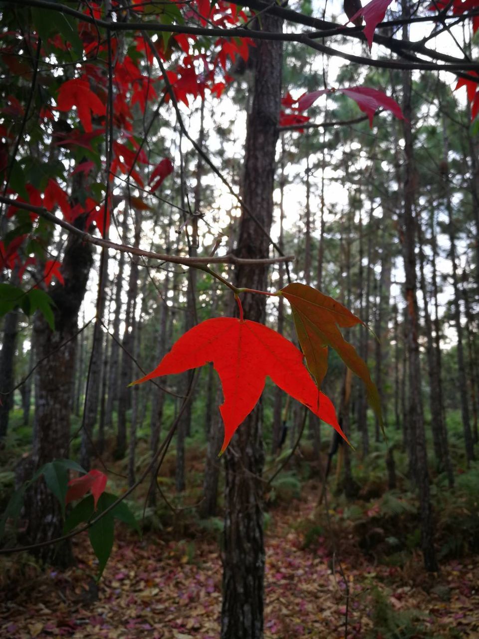 tree, plant, autumn, leaf, forest, nature, land, red, growth, no people, day, flower, tree trunk, trunk, beauty in nature, tranquility, outdoors, woodland, plant part, branch, low angle view, natural environment