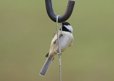 Close-up of bird perching on metal