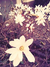 Close-up of fresh flower in tree