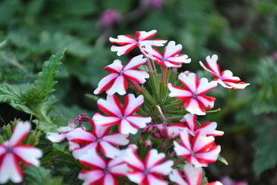 Close-up of pink flowering plants