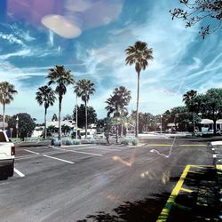 Palm trees on road against sky
