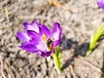 Close-up of bee pollinating on purple flower