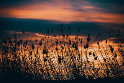 Plants growing on field against sky during sunset