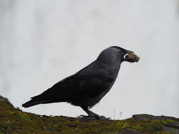 Jackdaw with nest building materials in its beak