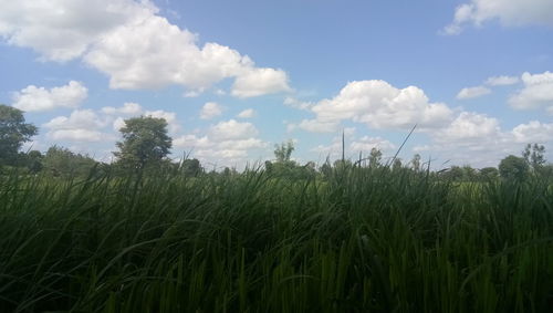 Crops growing on field against sky