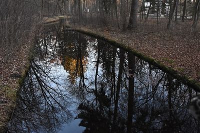 Reflection of trees in water