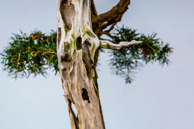 Low angle view of trees