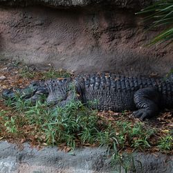 View of lizard on wall