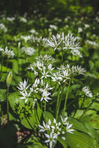 Close-up of white flowering plant