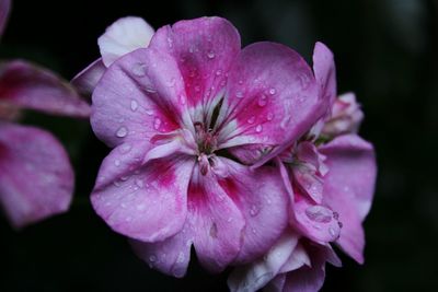 Close-up of pink flower