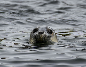 Turtle swimming in sea