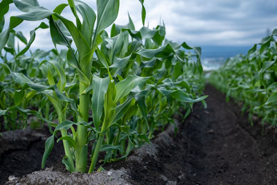 Corn plants thrive in fertile soil in matsumoto japan