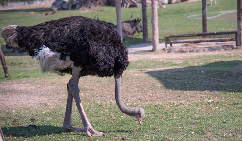 Close-up of ostrich in park