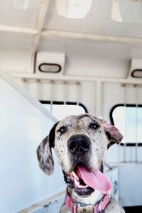 Close-up portrait of a dog