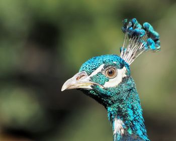 Close-up of peacock