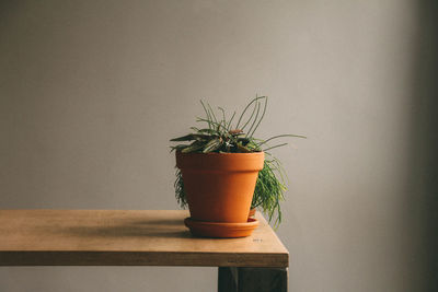 Close-up of potted plant