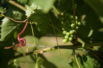 Close-up of fruit growing on tree