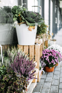 Potted plant on table