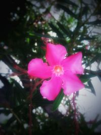 Close-up of pink flowers