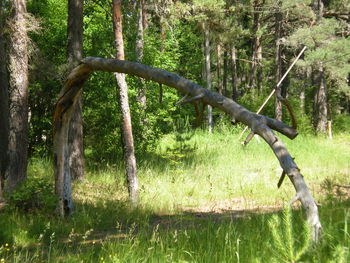 Trees in forest