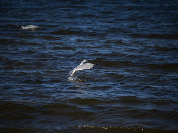 Seagull flying over sea