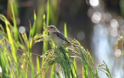 Close-up of bird perching on plant