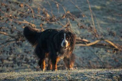 Dog standing on field