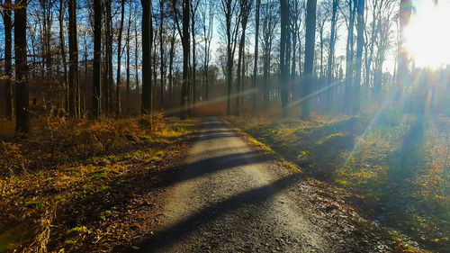 Trees in forest