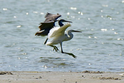 Herons and terns all together in group bird photos