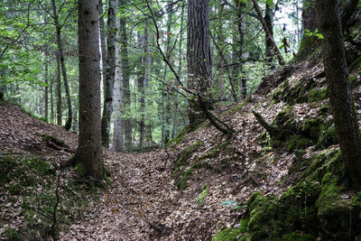 Trees in forest