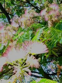 Pink flowers on tree