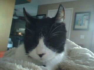 Close-up of cat resting on bed