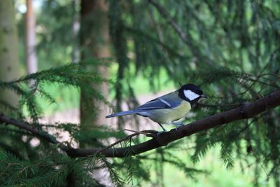 Bird perching on branch