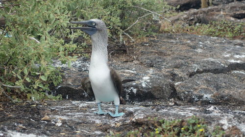 Bird on field