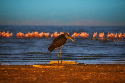 Bird on a beach