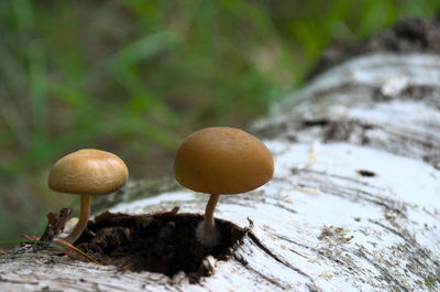 Close-up of mushroom growing on field