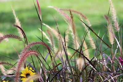 Close-up of grass