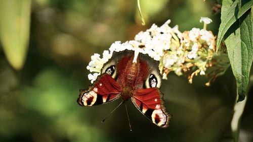 Close-up of butterfly pollinating on flower
