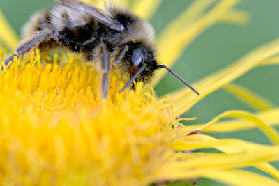 Close-up of bee pollinating on yellow flower